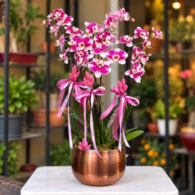 �zel Koleksiyon Pink Harlequen Orkide