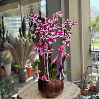 zel Koleksiyon Pink Harlequen Orkide