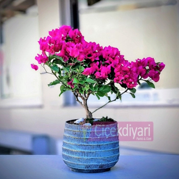 Begonvil Bonsai Aac