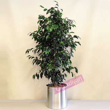 Ficus Benjamin