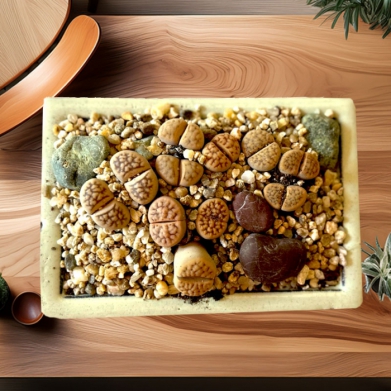 Dikilita Lithops Kakts 