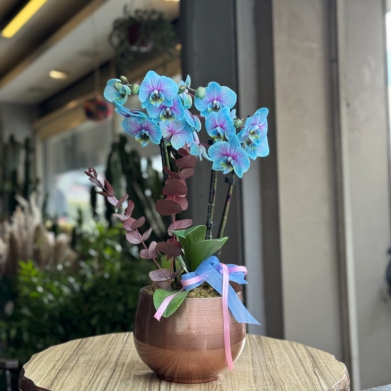 Blue Dream Phalaenopsis