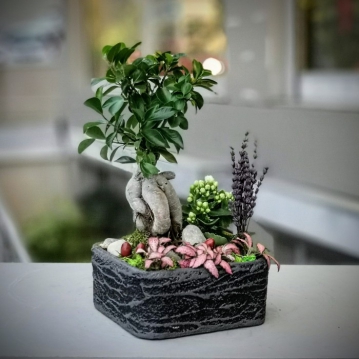 Kk Ginseng Bonsai