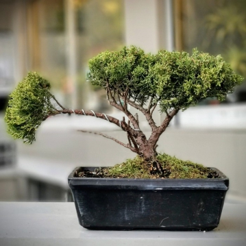Juniperus Chinensis Aurea 