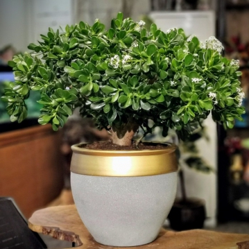 Crassula Ovata Argentea