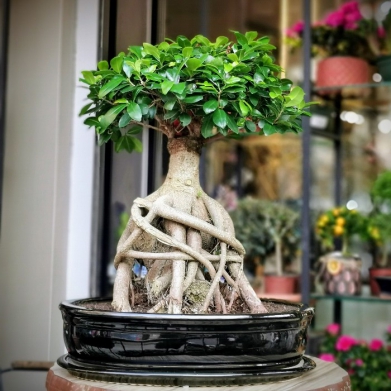 Ficus Microcarpa Bonsai