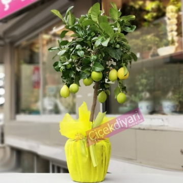 Limon Ağacı 