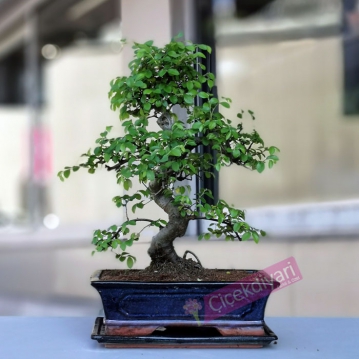 Zelkova Bonsai