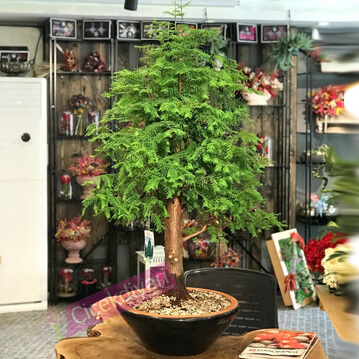 Byk Larex Bonsai