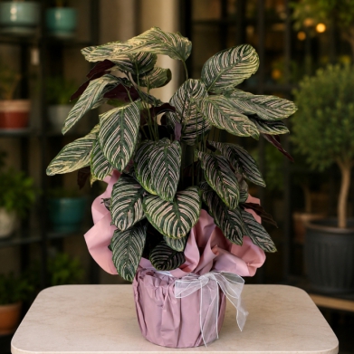 Calathea Roseopicta