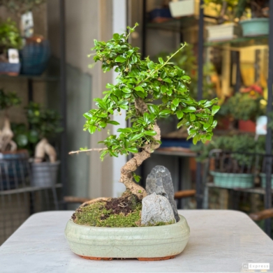 Kayal� Bonsai