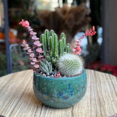 Cereus Kakts