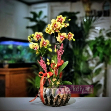 Charmer Orkide ve kalanchoe 
