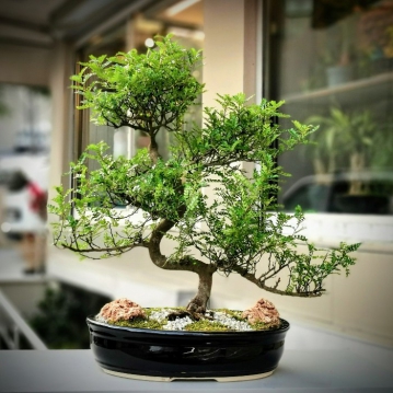 Zanthoxylum Piperitum Bonsai