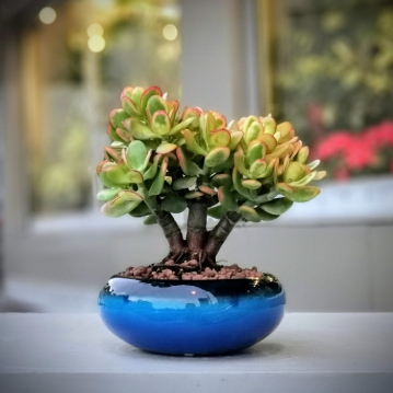 Crassula Ovata Bonsai