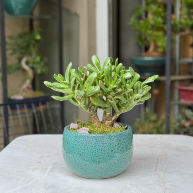 Crassula hobbit - �ans �i�e�i