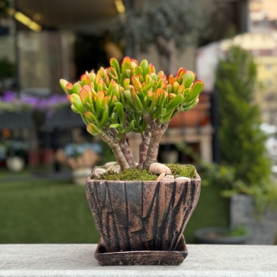 Crassula Hobbit