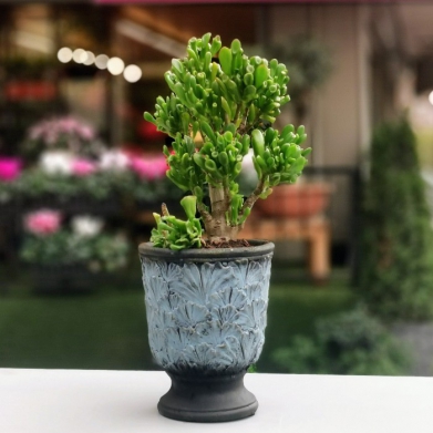 Crassula Hobbit