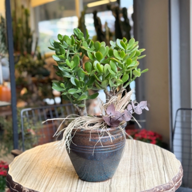 Crassula Ovata - Para Aac