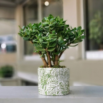 Crassula Ovata - Para Aac