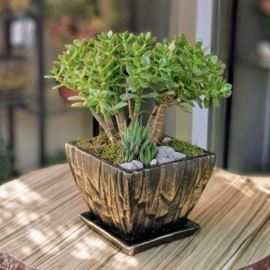 Crassula Ovata Argentea