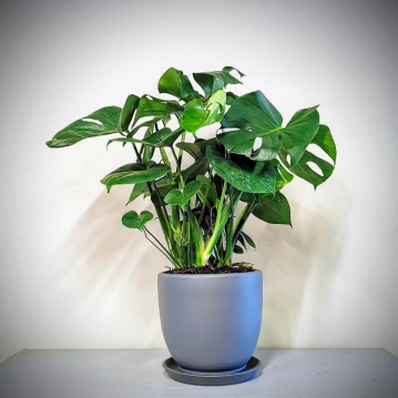 Monstera - Deve Taban