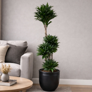 Dracaena Compacta 3 g�vdeli salon bitkisi
