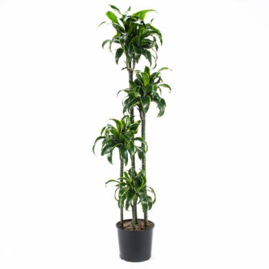 Dracaena Dorado 4 Kkl