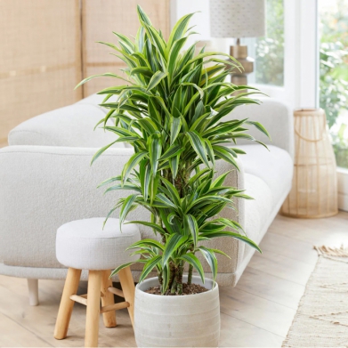 Dracaena Lemon Lime ok Gvde