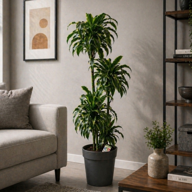 Dracaena Dorado � B�y�k Boy Dekoratif Salon Bitkisi