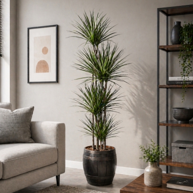 Dracaena Marginata � Uzun Boy Dekoratif Salon Bitkisi
