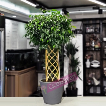 rgl Ficus Exotica