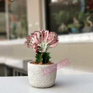 Kaktus Cesitleri
