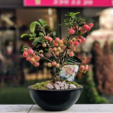 Elma Bonsai (Malus Hallianna)