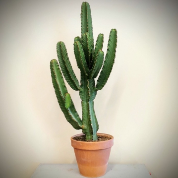 Euphorbia Ýngens Cowboy Cactus
