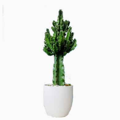 Euphorbia Candelabra Kakts