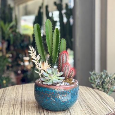 Hali Serisi Cereus Kakts