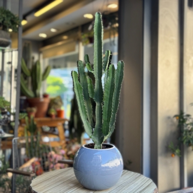 Eforbia Trigona