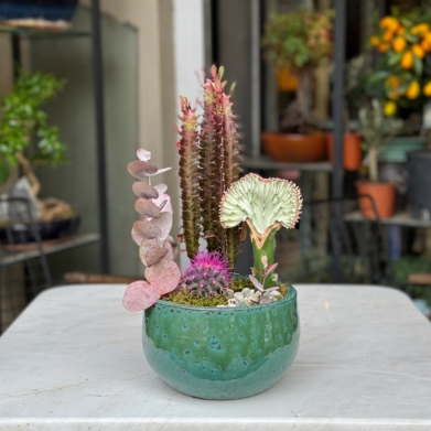 Dikilita� Lithops Kakt�s 