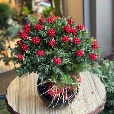 ans iei kokina vazosu