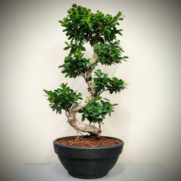 Byk Ginseng Bonsai