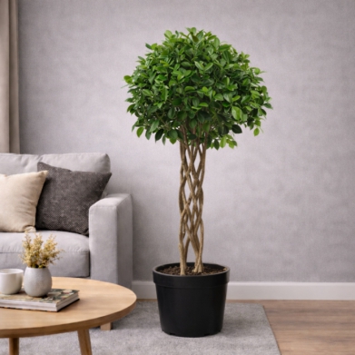 Kafes �rg� Ficus Nitida