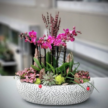 Fleur Mini Orkideler