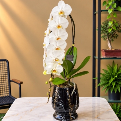 Formidablo Orkide White Elegance � Premium Beyaz Orkide