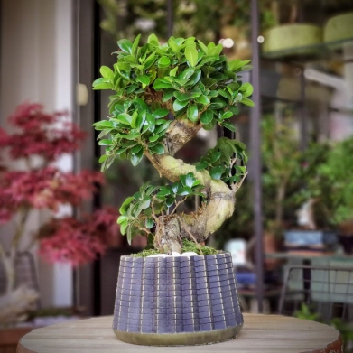 Ginseng Bonsai