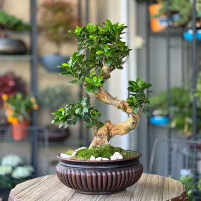 Ficus Ginseng Bonsai 