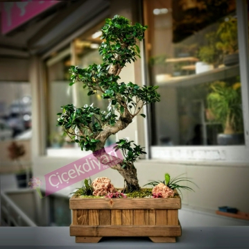 Ginseng Bonsai