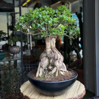 Ficus Microcarpa Bonsai