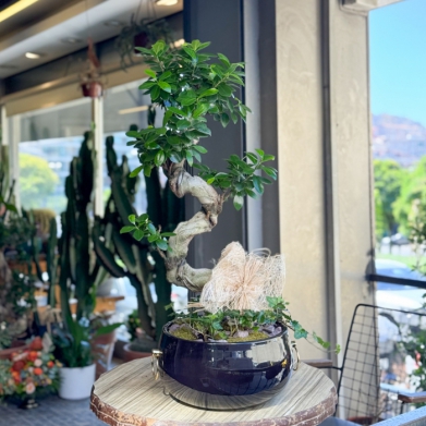 Ginseng Bonsai