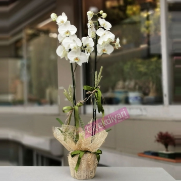 İki Dallı Beyaz Orkide
